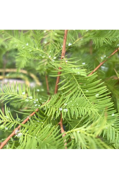 Taxodium distichum хвоя